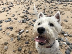 dogs on beach in lytham